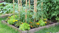 9 plantes pour cultiver un potager carre 5560039