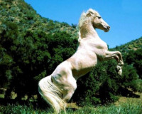 Chevaux