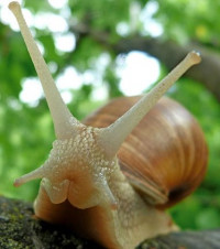 Escargot