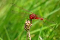 "Les petits dragons des zones (...)