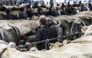 Animations autour du concours de bovins de boucherie