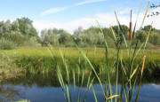 Le petit peuple du marais