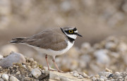 "Oiseaux nicheurs des grèves et îlots de la Loire"