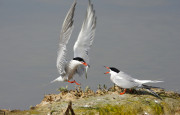 Soirée découverte des oiseaux nicheurs de la gravière de Marcigny