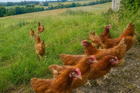 Earl Agri J2F